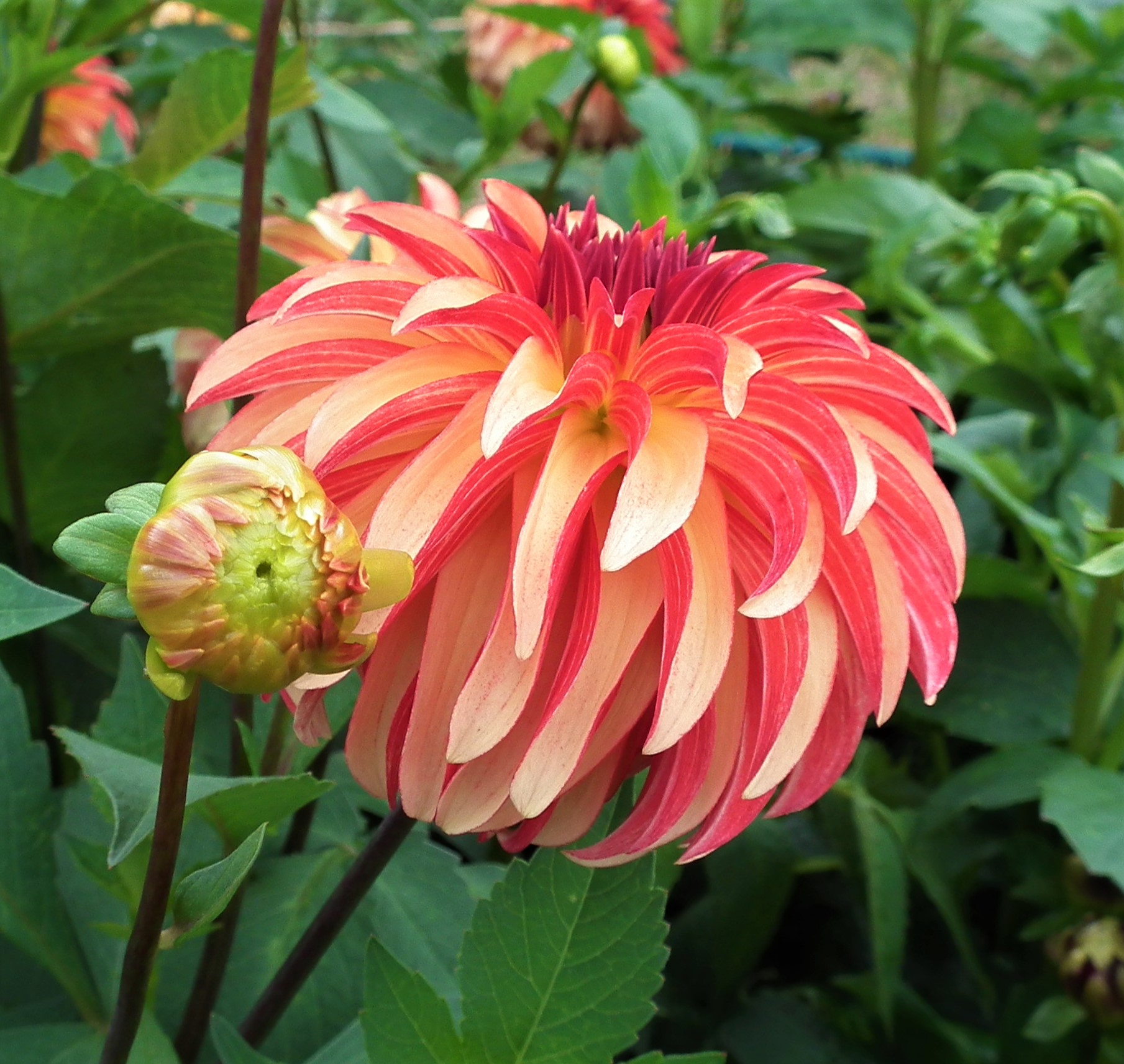 Dahlia Irish Pinwheel